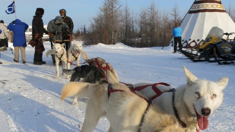 Dogsledding Across Northern Canada