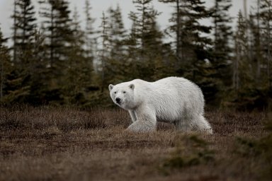 Beyond Boreal Expeditions